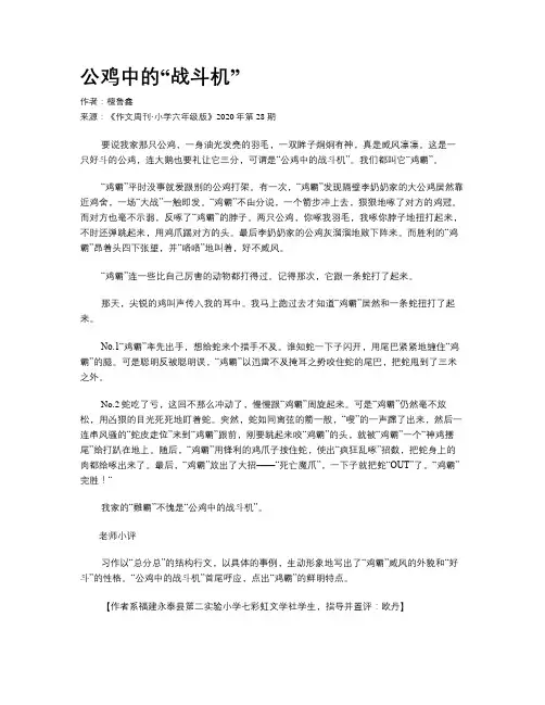 公鸡中的“战斗机”