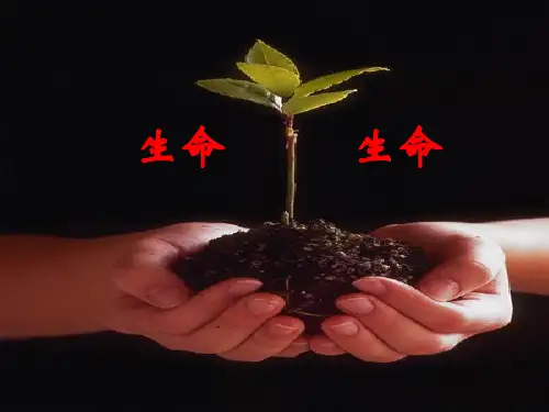 四年级下册语文优秀课件-5.19《生命 生命》人教新课标 (共21张PPT)