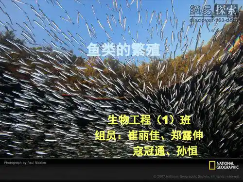 鱼类的繁殖