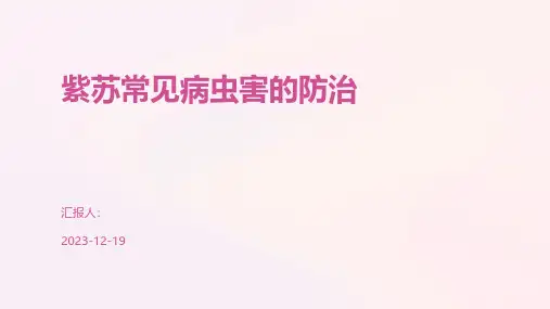 紫苏常见病虫害的防治