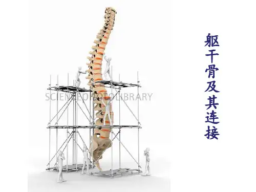 躯干骨及其连接