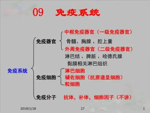 解剖生理课件——免疫系统汇总