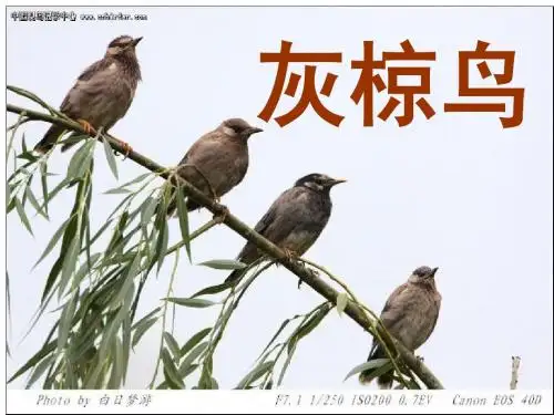 和谐至美——《灰椋鸟》第二课时PPT