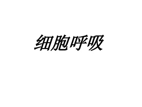 高三一轮复习细胞呼吸课件(共29张PPT)
