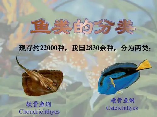 鱼类分类