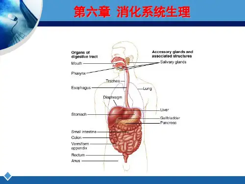 消化系统生理 ppt课件