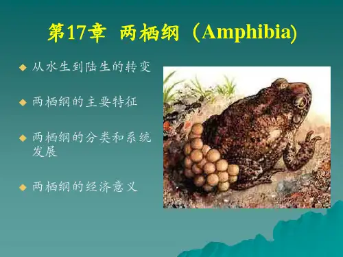 动物学课件：两栖纲