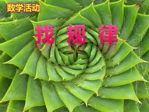 数学活动-找规律