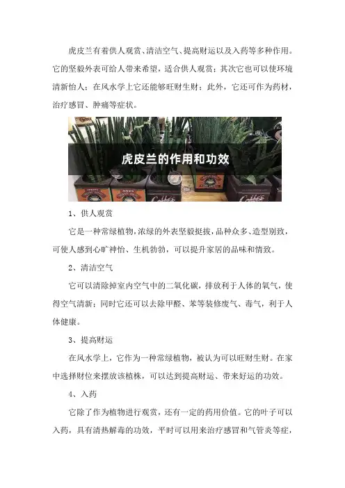 虎皮兰的作用和功效