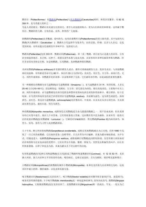 绘画教案-鹦鹉