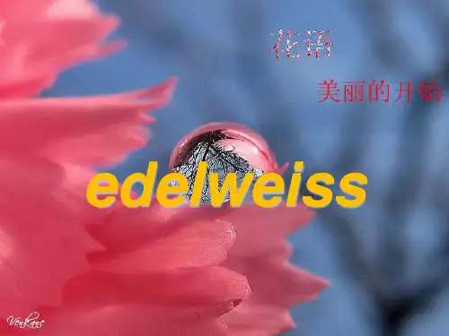 花语及各种花朵英文介绍PPTppt