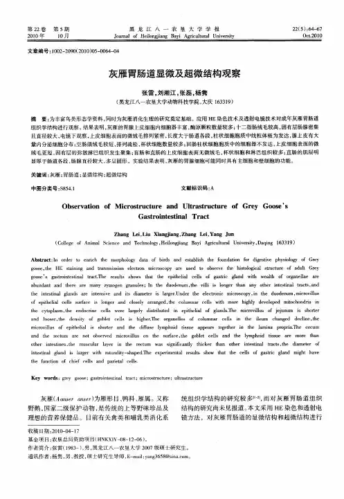 灰雁胃肠道显微及超微结构观察