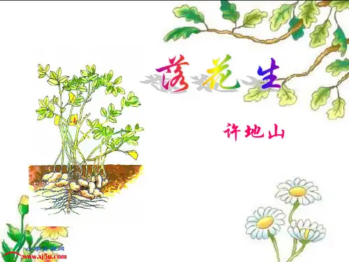 浙教版五年级语文下册《落花生 1》PPT课件