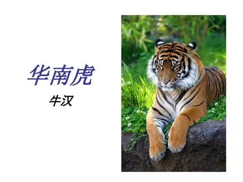 《华南虎》ppt课件
