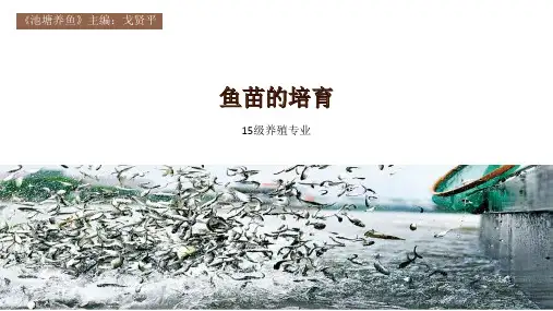 鱼苗的培育1