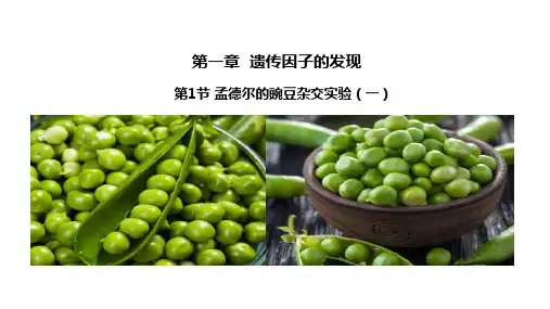 孟德尔的豌豆杂交实验(一)高一下学期生物人教版必修2