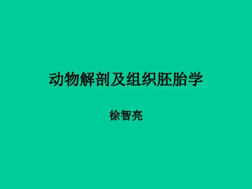 动物解剖及组织胚胎学