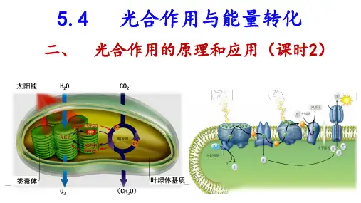 5.4.2 光合作用与能量转化 高一生物课件(人教版2019必修1)