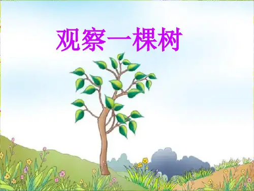 四年级上册科学课件-2.7  观察一棵树｜鄂教版 (共30张PPT)