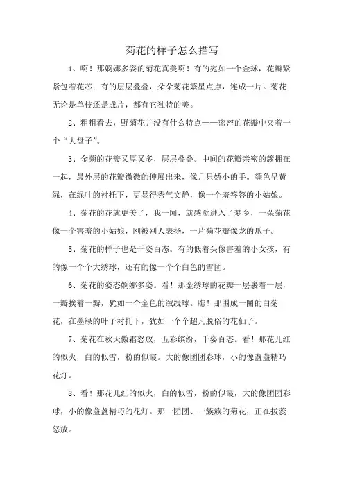 菊花的样子怎么描写