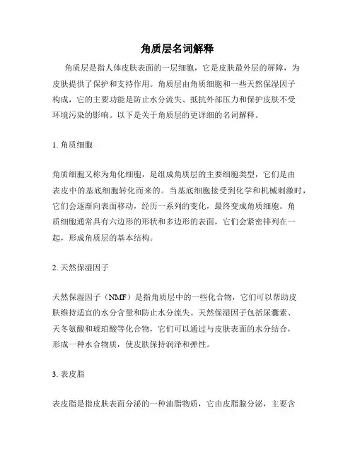 角质层名词解释