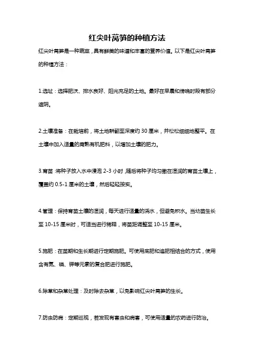 红尖叶莴笋的种植方法