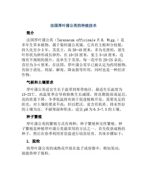 法国厚叶蒲公英的种植技术
