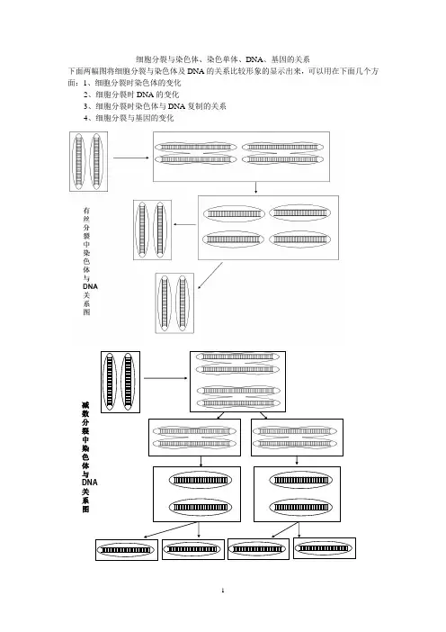 11细胞分裂与染色体、DNA、基因的关系