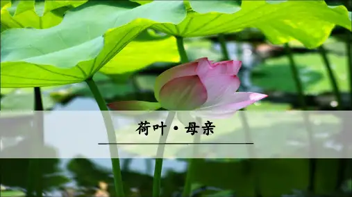 人教部编版七年级语文上册第7课《散文诗二首—荷叶·母亲》课件 (共19张PPT)