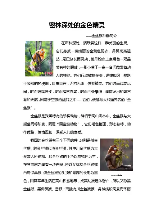 金丝猴种群简介
