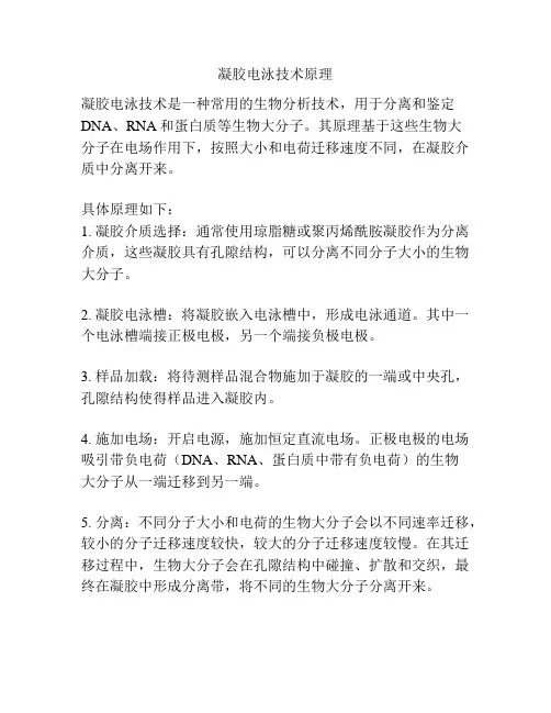 凝胶电泳技术原理