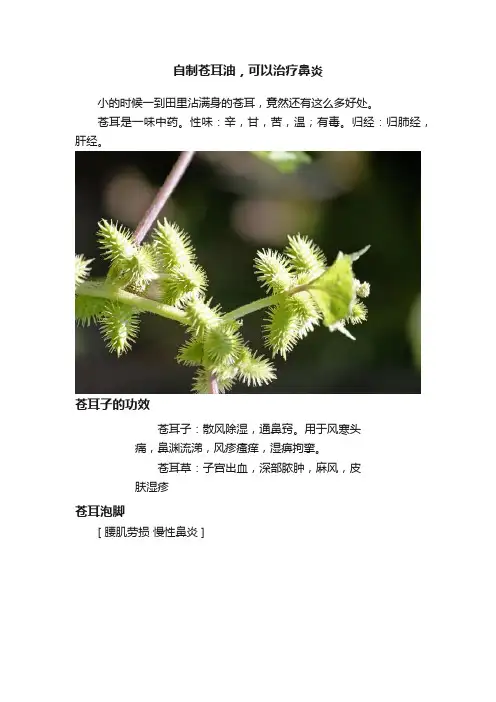 自制苍耳油，可以治疗鼻炎