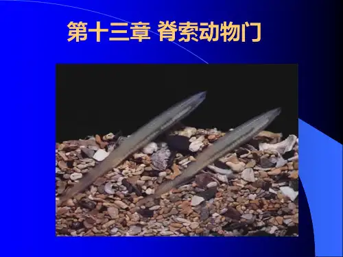 第十三章 脊索动物门解析