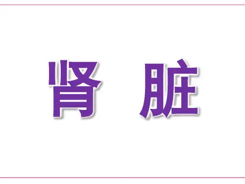 肾 脏ppt