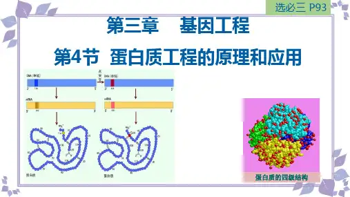 生物人教版(2019)选择性必修3 3.4蛋白质工程的原理和应用(共50张ppt)