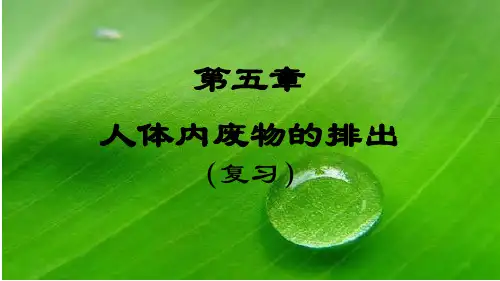 人教版七年级生物下册  第四单元生物圈中的人第五章人体内废物的排出(复习)课件