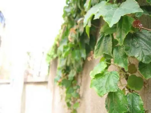 那片绿绿的爬山虎》PPT课件