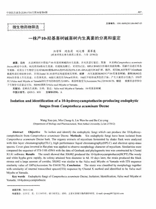 一株产10-羟基喜树碱喜树内生真菌的分离和鉴定