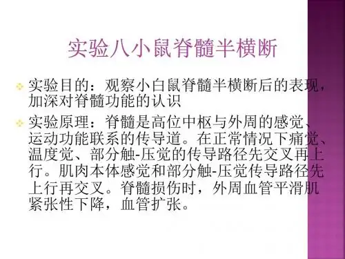 实验八小鼠脊髓半横断