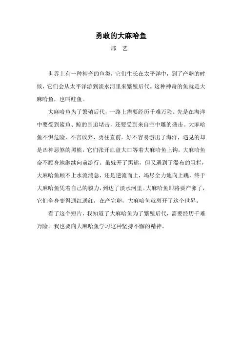 勇敢的大麻哈鱼(邢艺)