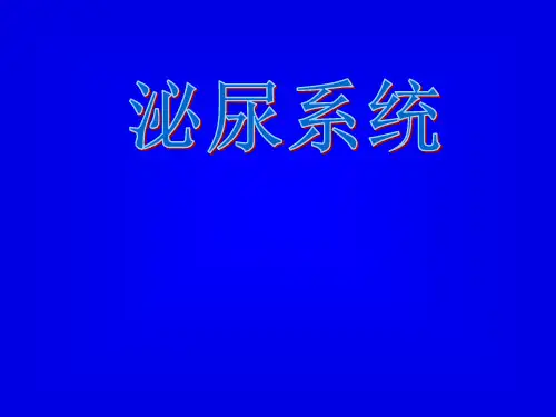 泌尿系统概述-资料