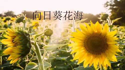 美术教案课件—《水粉画之葵花海》