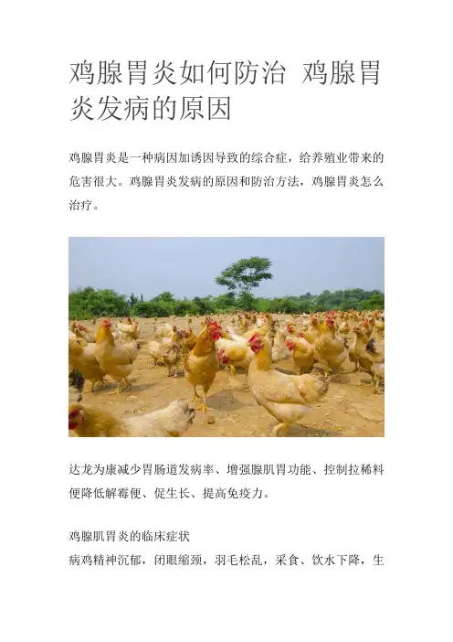 鸡腺胃炎如何防治 鸡腺胃炎发病的原因