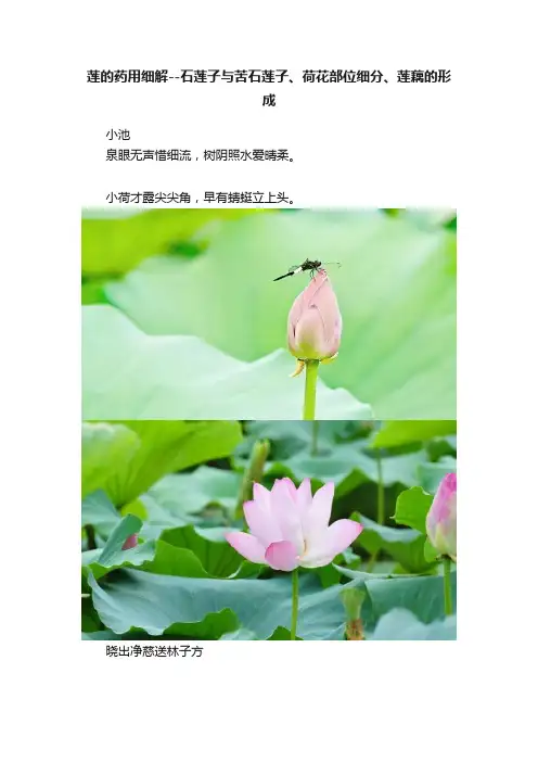 莲的药用细解--石莲子与苦石莲子、荷花部位细分、莲藕的形成