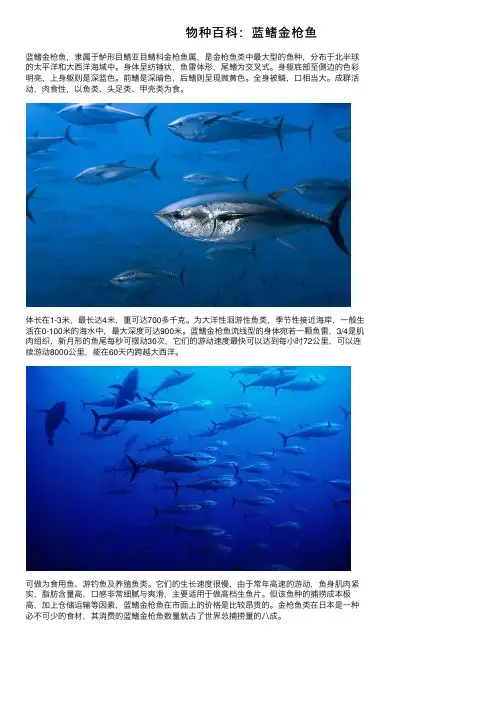 物种百科：蓝鳍金枪鱼