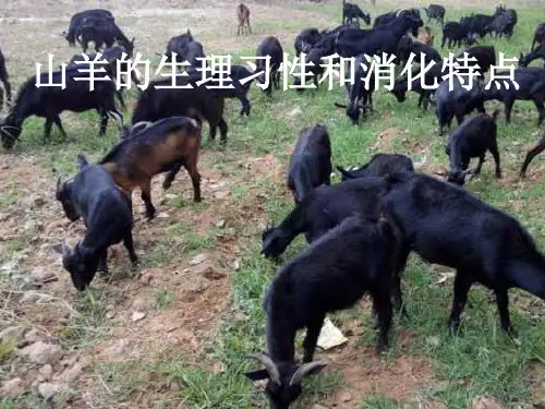 山羊的生理习性和消化特点