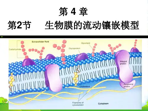 人教版高中生物必修(一)4.2生物膜的流动镶嵌模型 课件 (共31张PPT)
