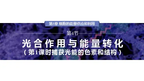 捕获光能的色素和结构ppt课件