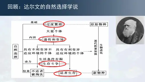 种群基因频率的改变与生物进化课件2021-2022学年高一下学期生物人教版必修
