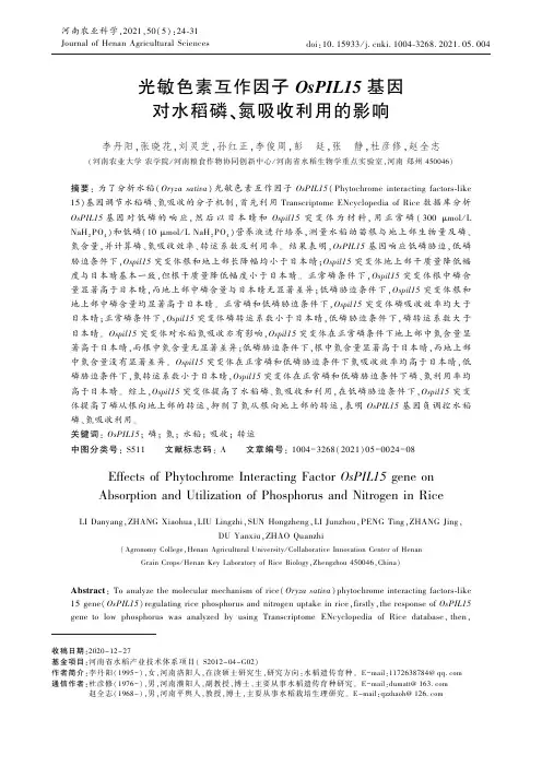 光敏色素互作因子OsPIL15基因对水稻磷、氮吸收利用的影响